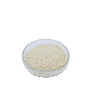 Chocolate Meal Replacement Shake